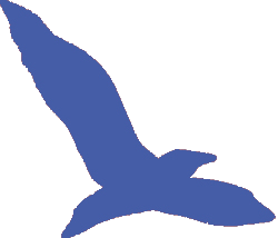 bird blue